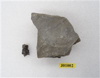藏品(生痕化石)的圖片